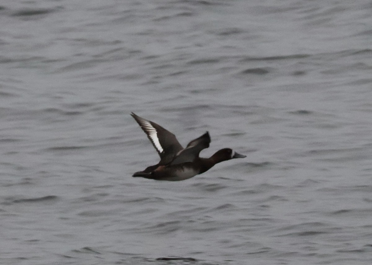 Greater Scaup - ML644478194