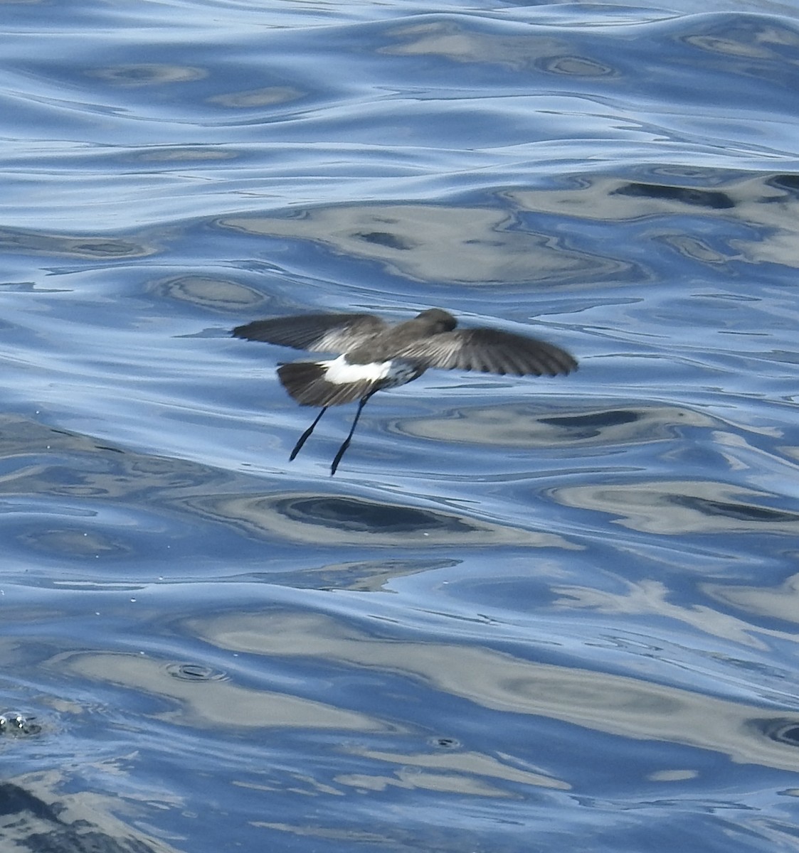 New Zealand Storm-Petrel - ML644478195