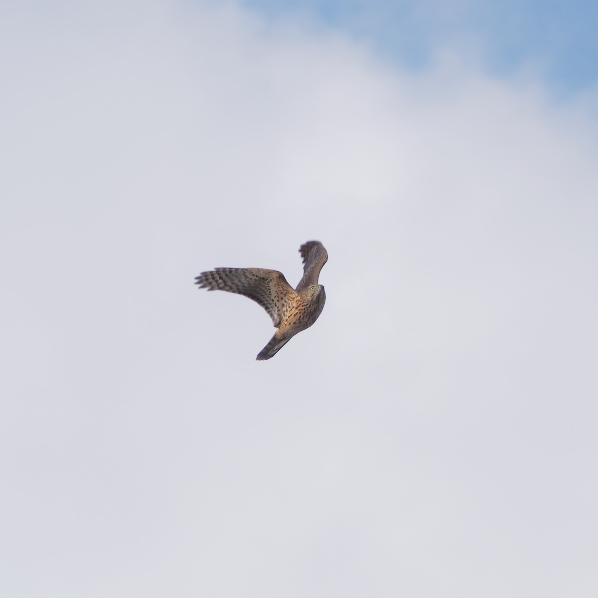 Aztore eurasiarra - ML644478196