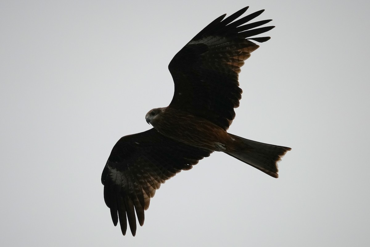 Black Kite (Black-eared) - ML644478203