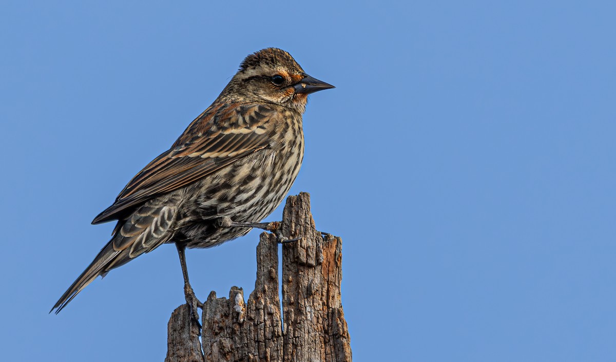 Red-winged Blackbird - ML644478205