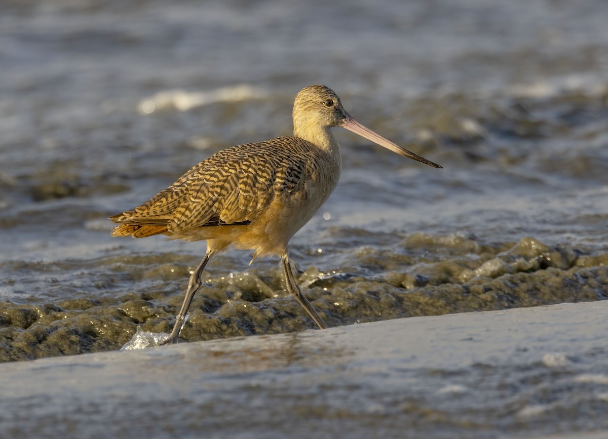 Marbled Godwit - ML644478208