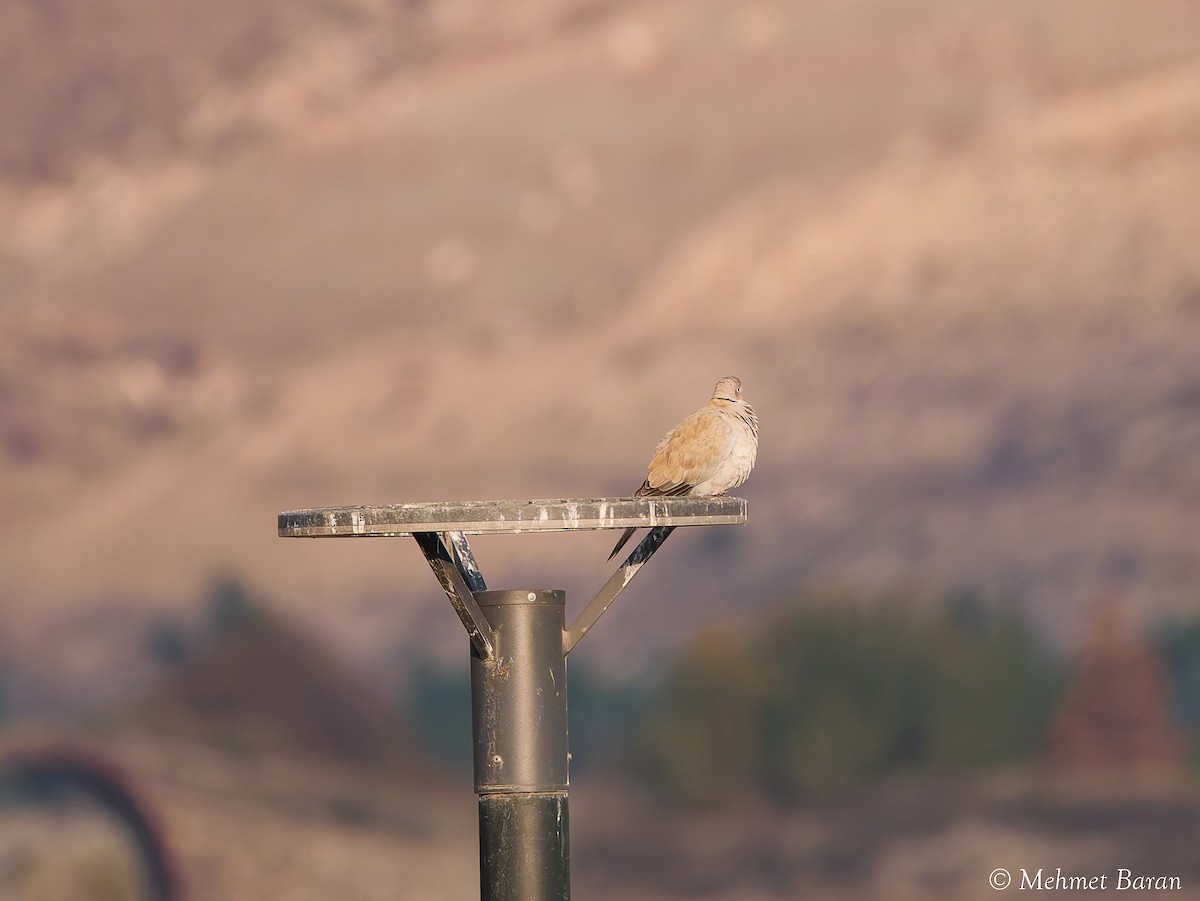 tyrkerdue - ML644478209