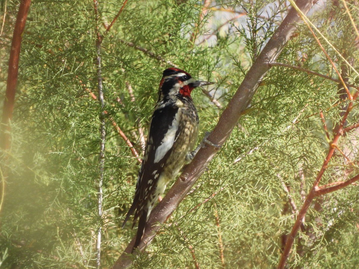 Red-naped Sapsucker - ML644478225