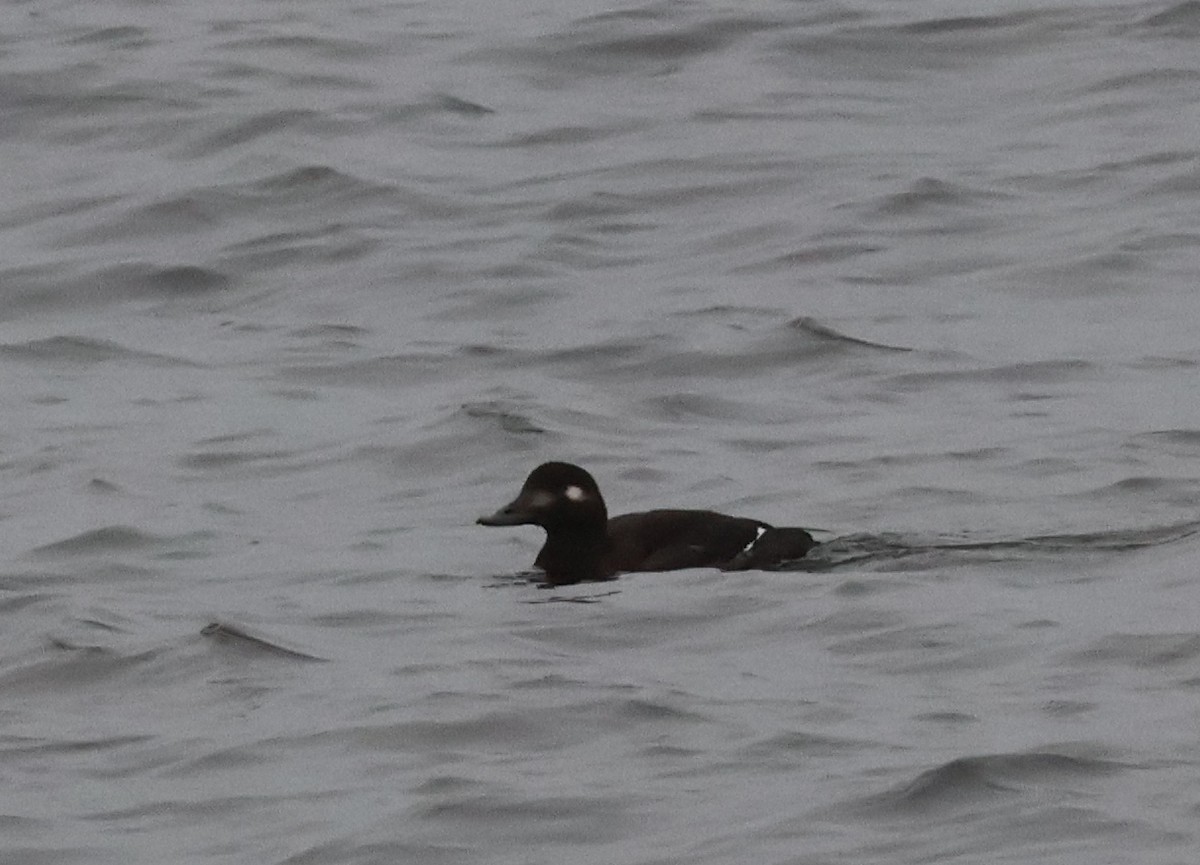 Macreuse brune - ML644478237