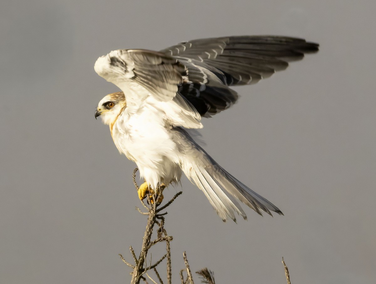White-tailed Kite - ML644478239