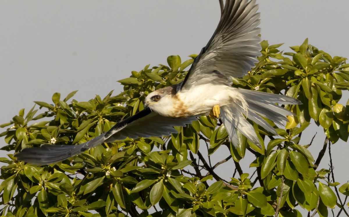 White-tailed Kite - ML644478240