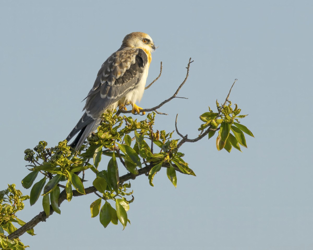 White-tailed Kite - ML644478241