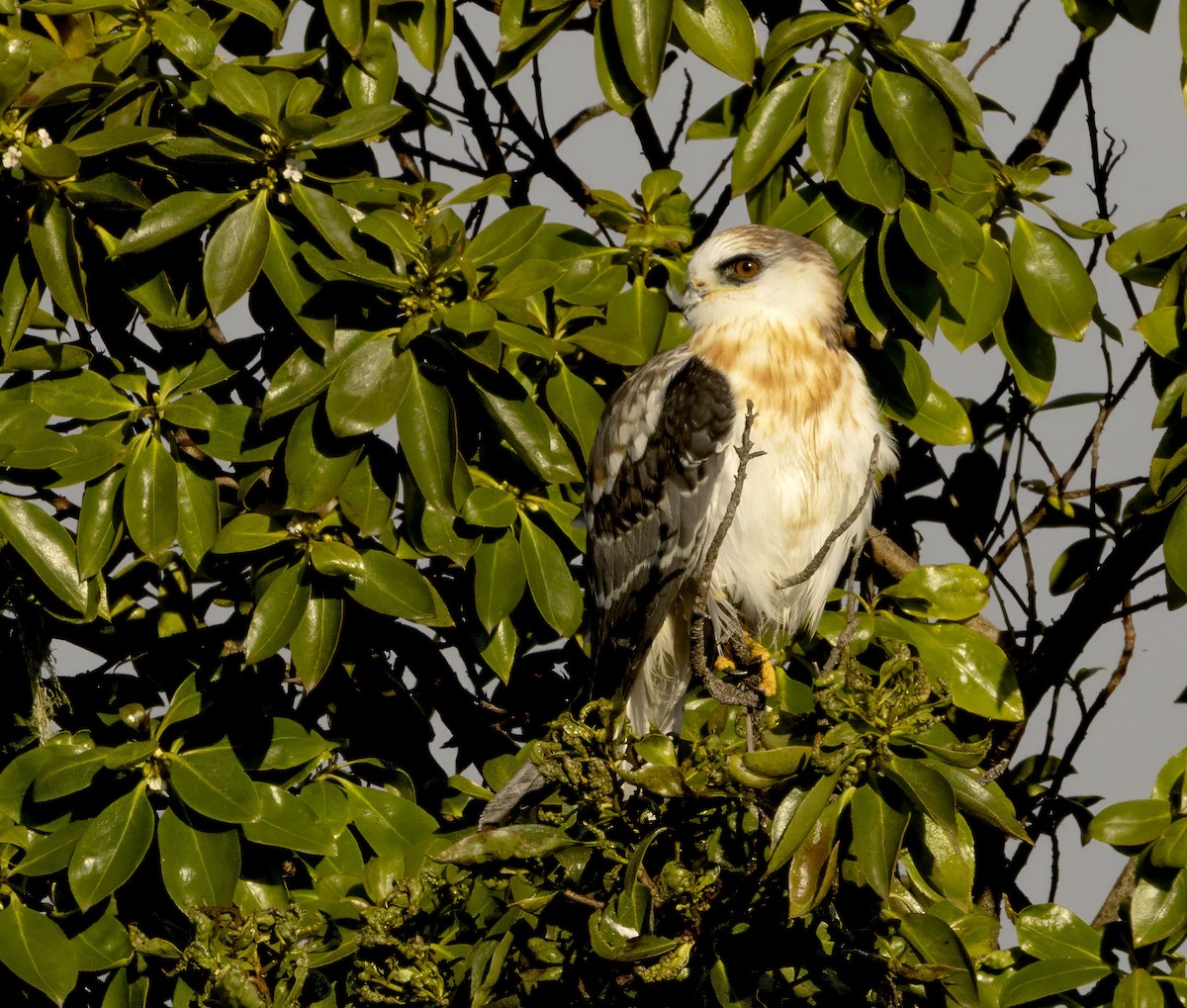 White-tailed Kite - ML644478242