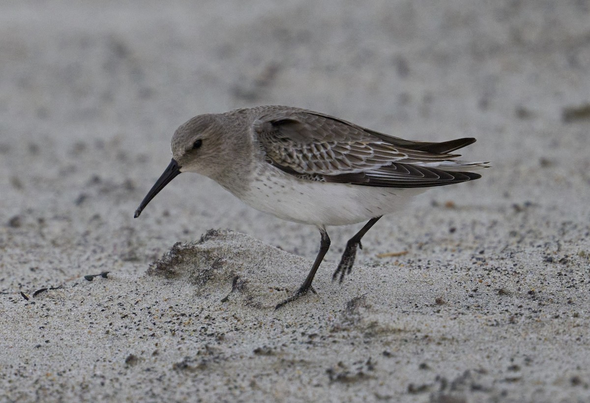 Чернозобик - ML644478245