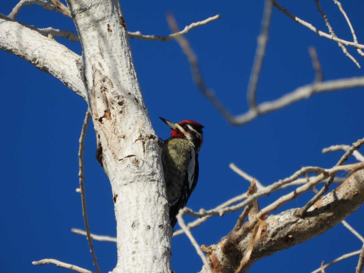 Red-naped Sapsucker - ML644478246