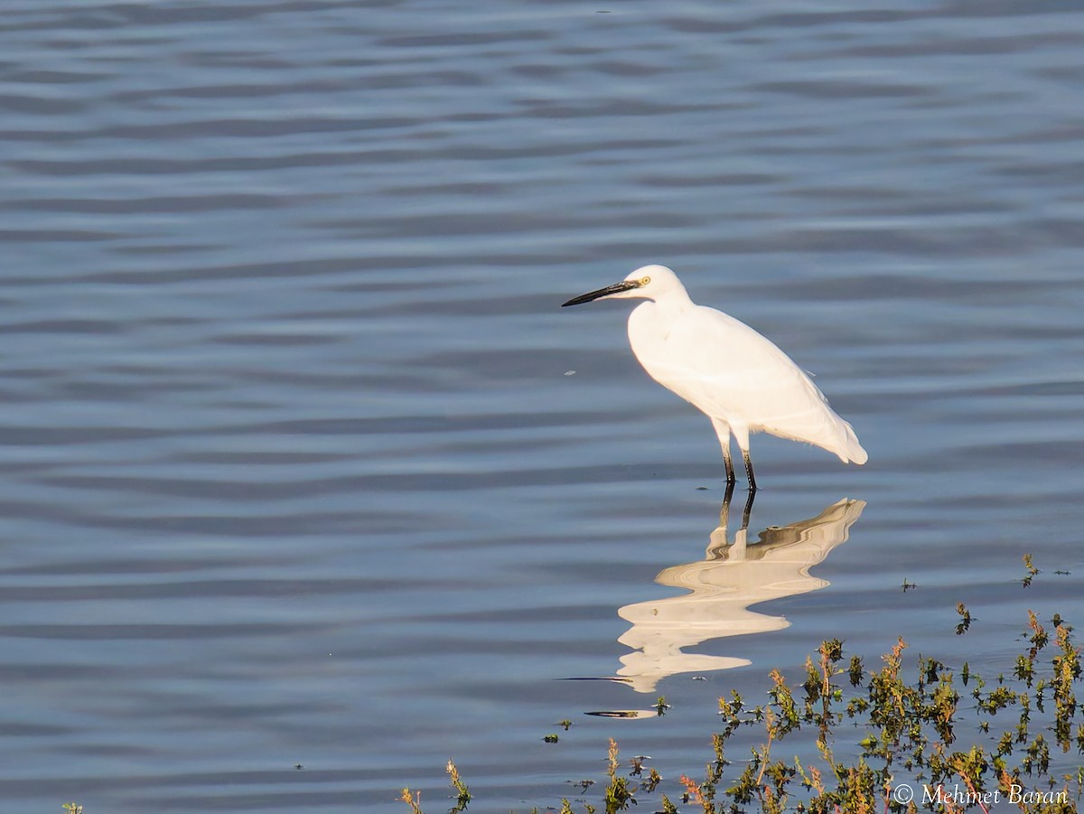 小白鷺 - ML644478249