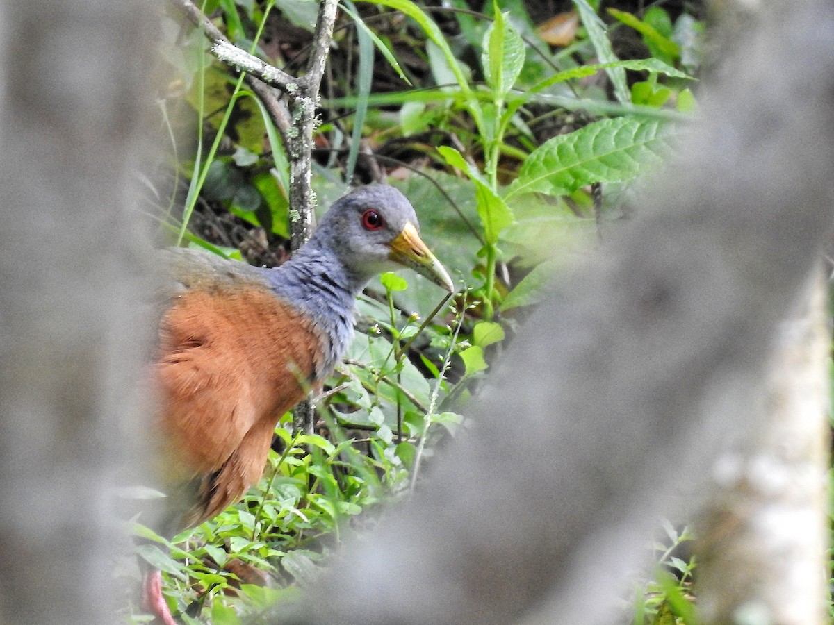 Gray-cowled Wood-Rail - ML644478254