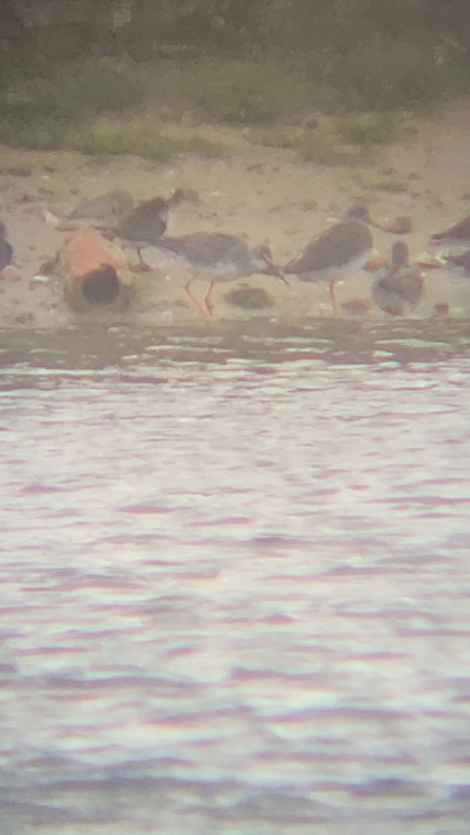 vodouš tmavý - ML644478259