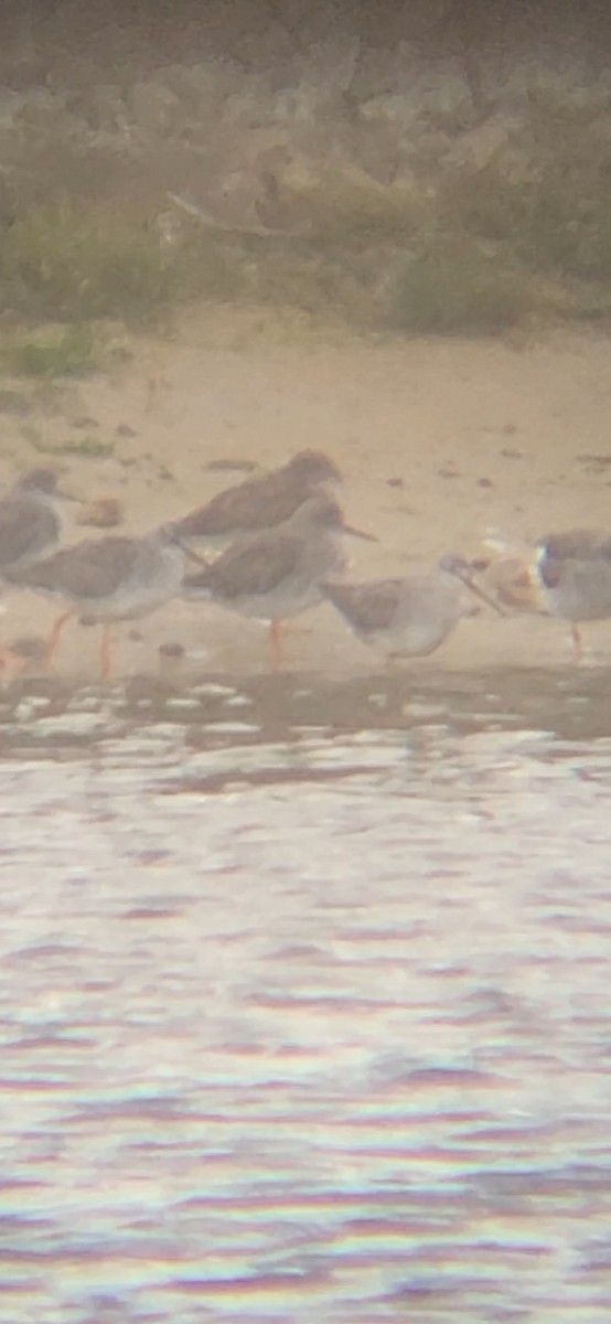 vodouš tmavý - ML644478260