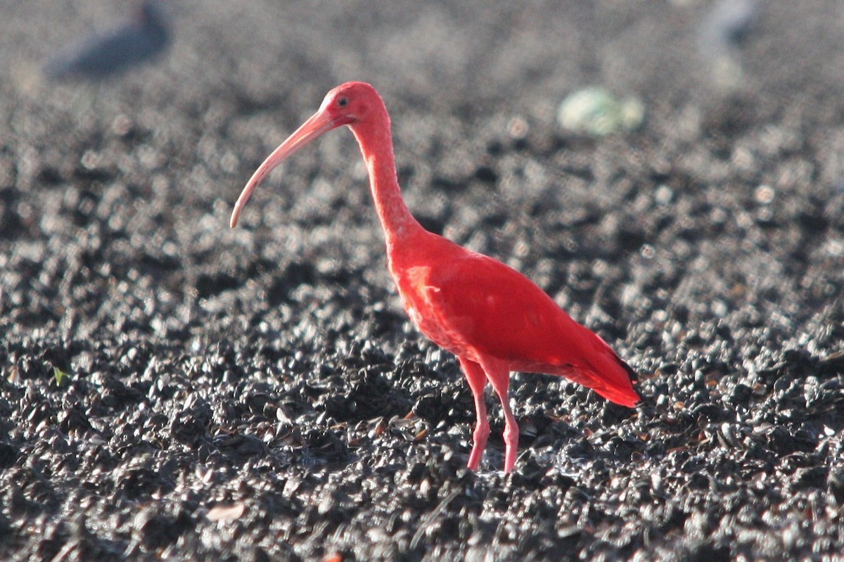 ショウジョウトキ - ML644478261