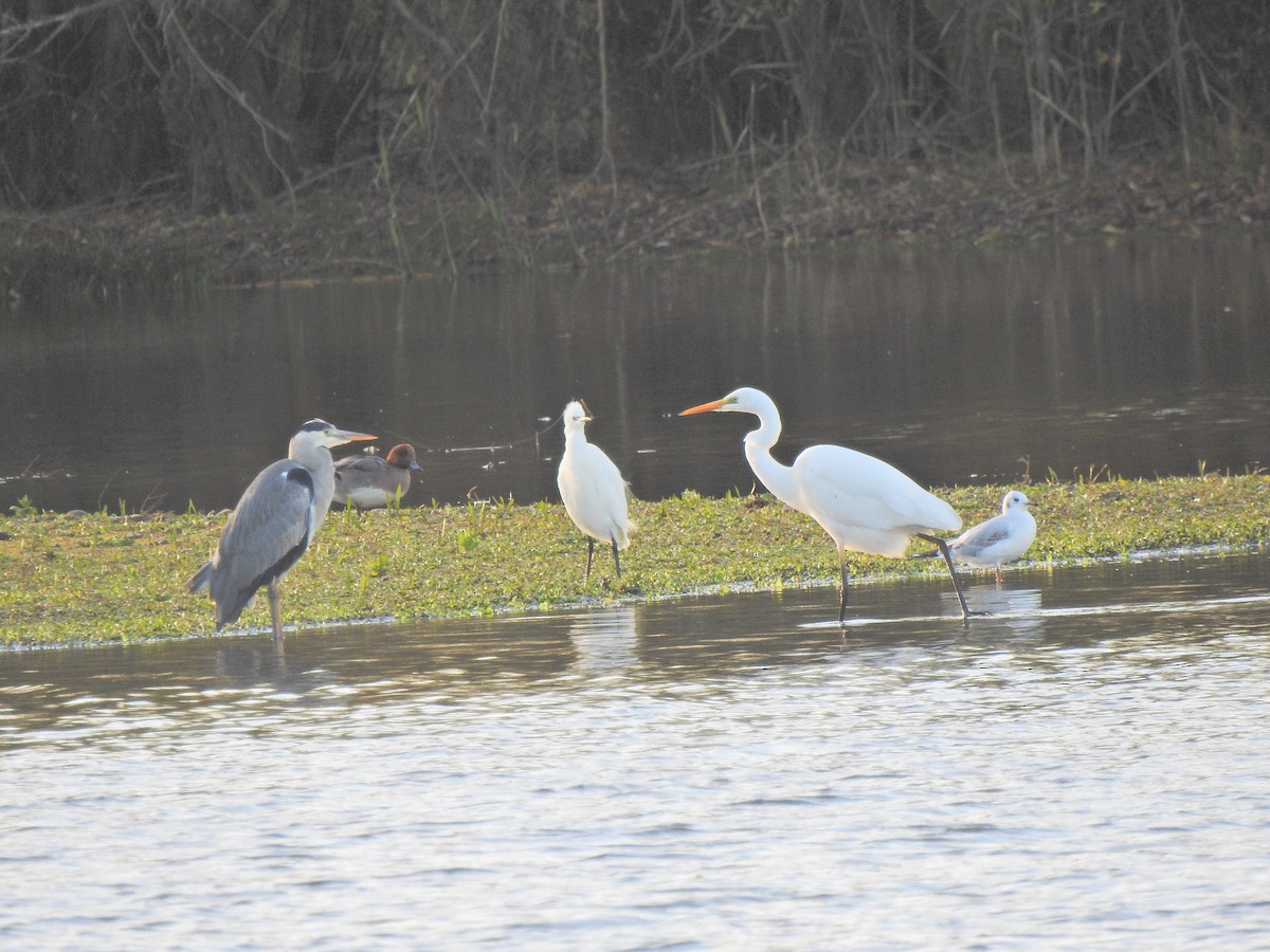 蒼鷺 - ML644478263