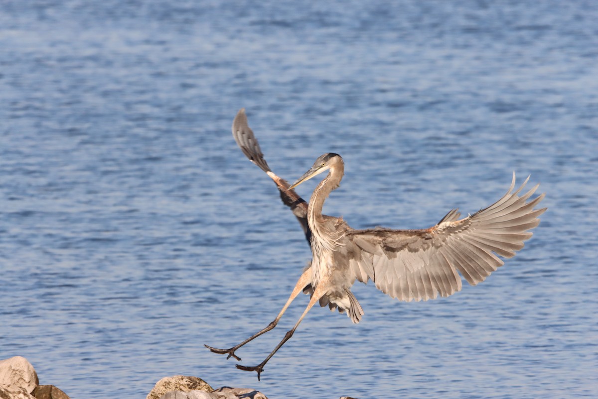 Great Blue Heron - ML644478266