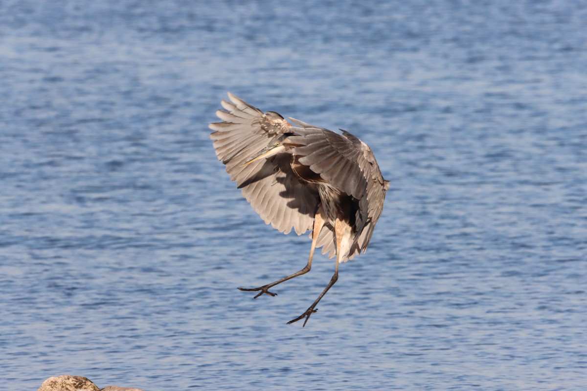 Great Blue Heron - ML644478267