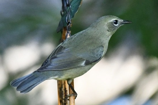Black-throated Blue Warbler - ML644478268
