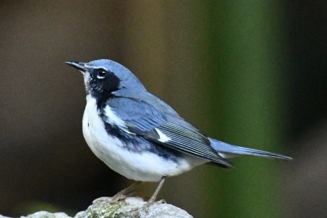 Black-throated Blue Warbler - ML644478269