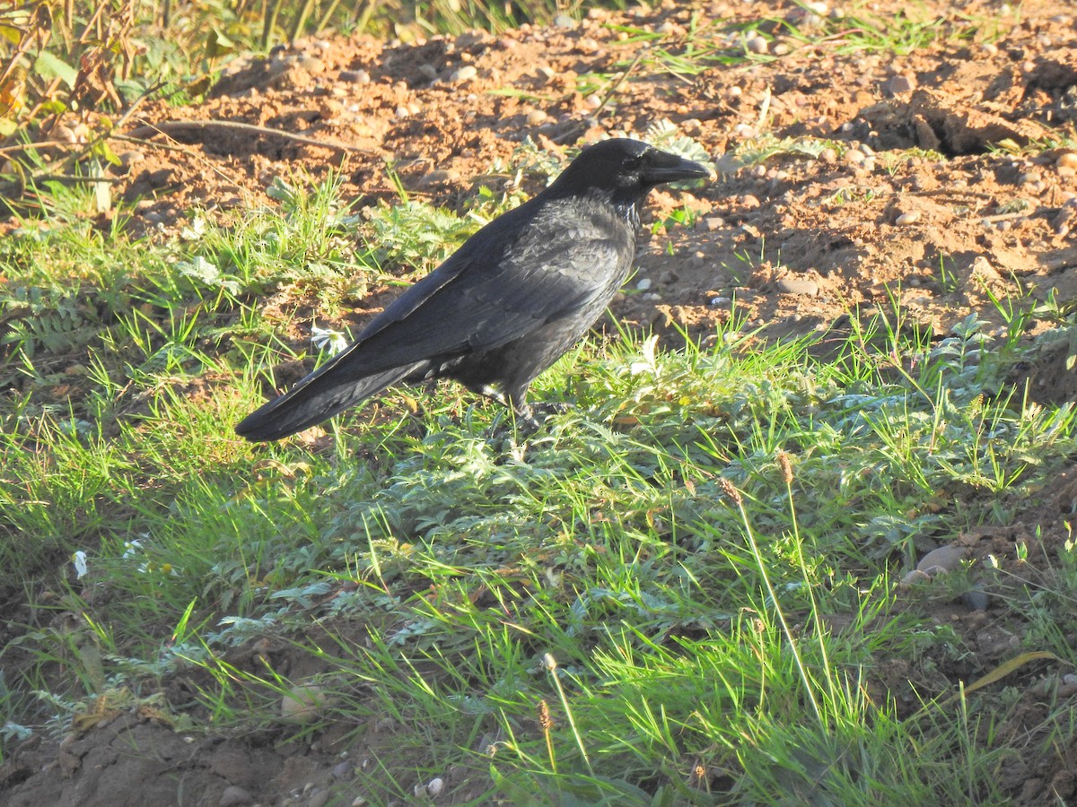 小嘴烏鴉 - ML644478271