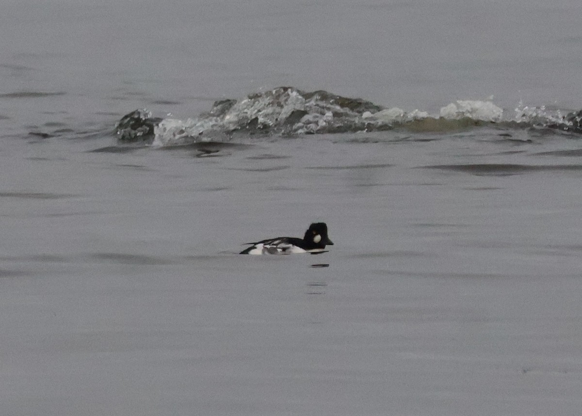 鵲鴨 - ML644478272