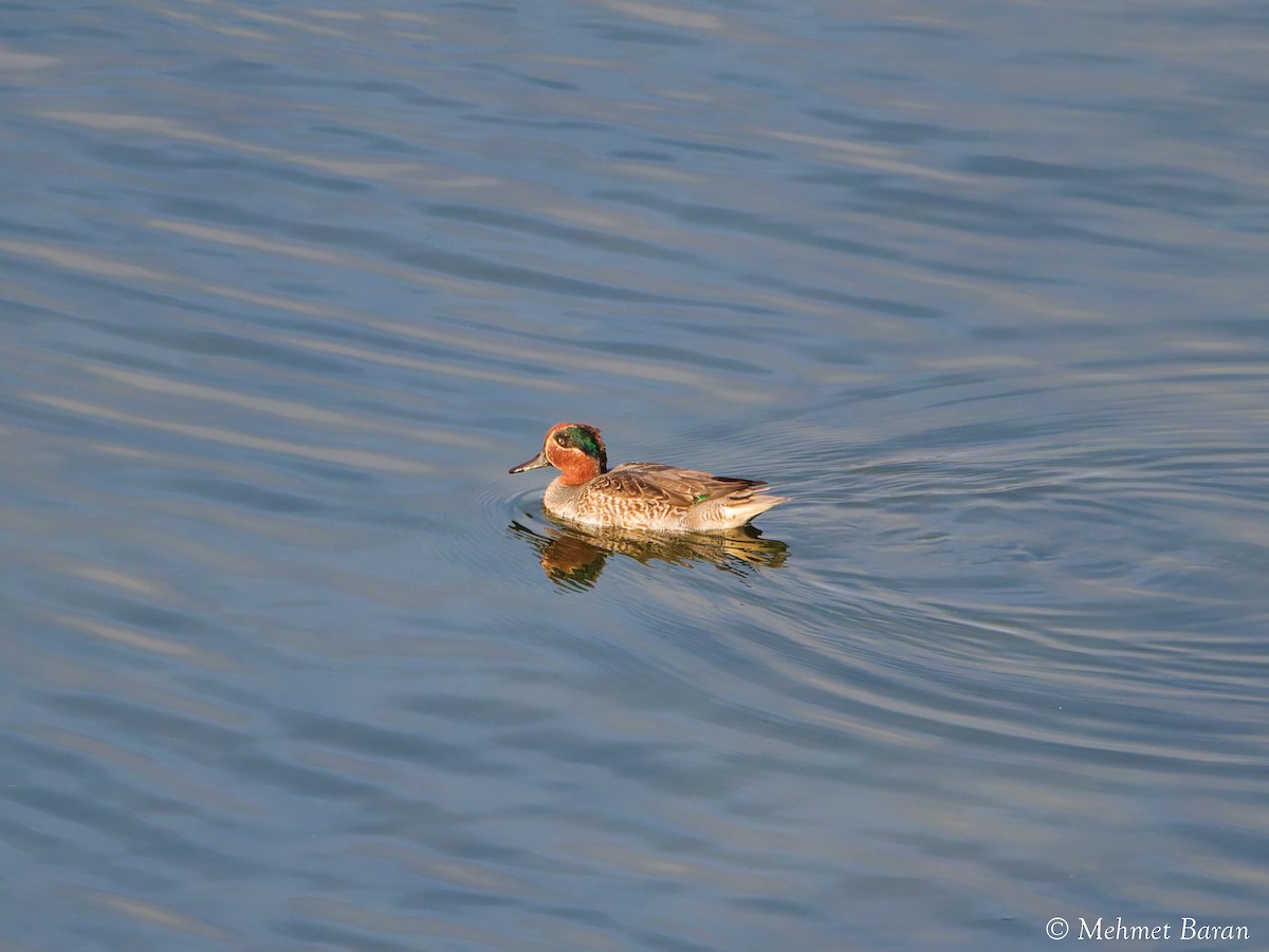 小水鴨 - ML644478274