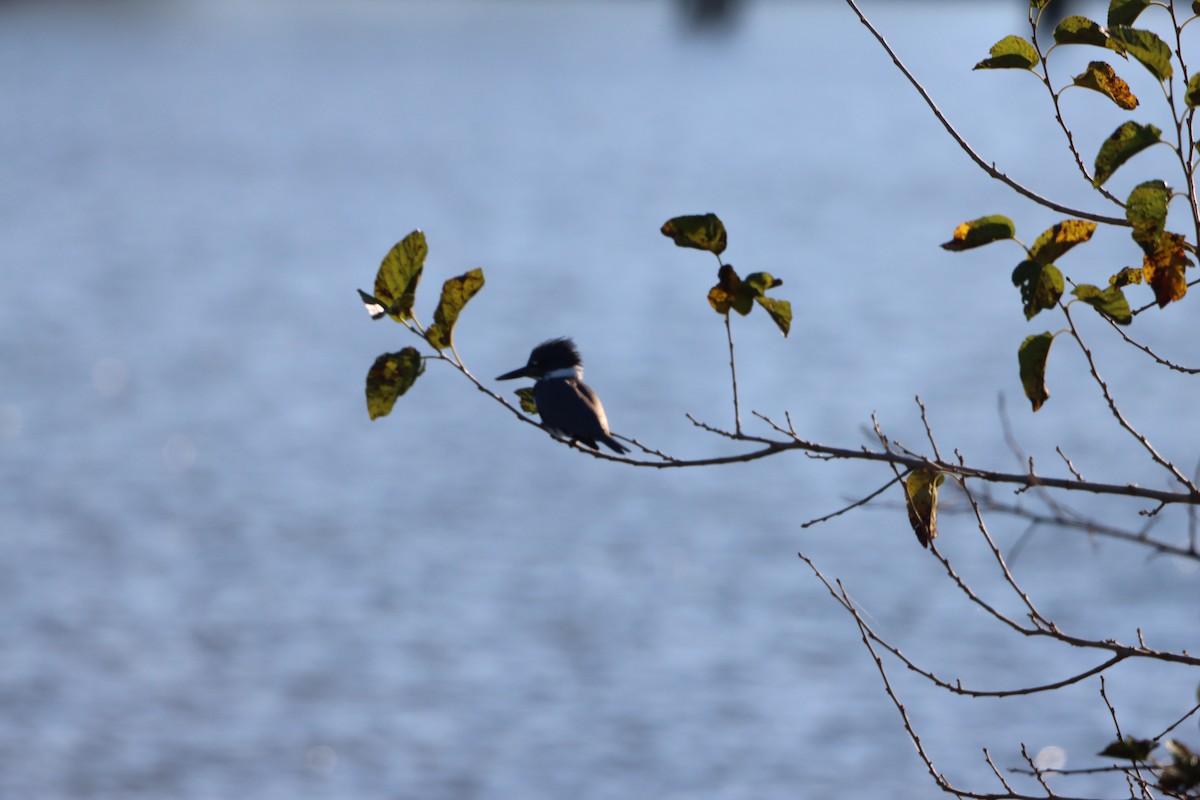 Belted Kingfisher - ML644478278