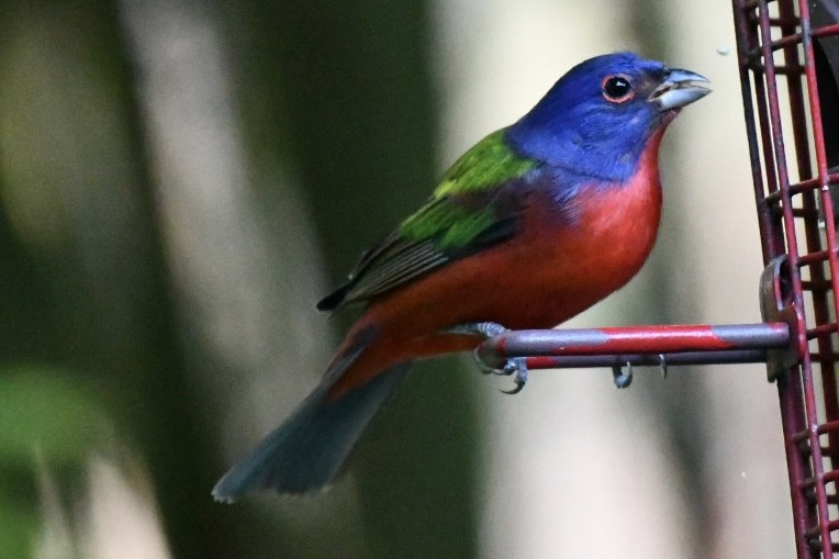 Painted Bunting - ML644478279