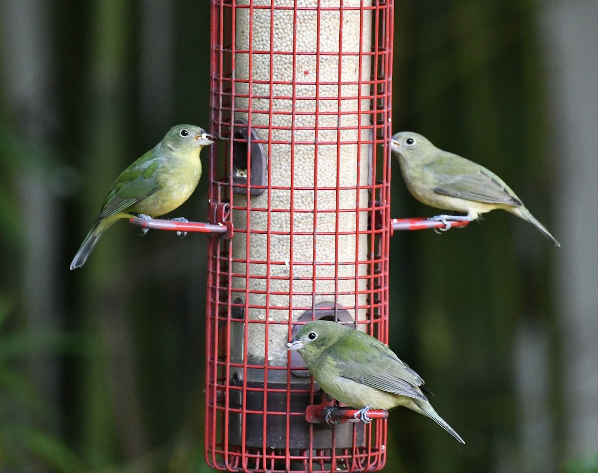 Painted Bunting - ML644478280