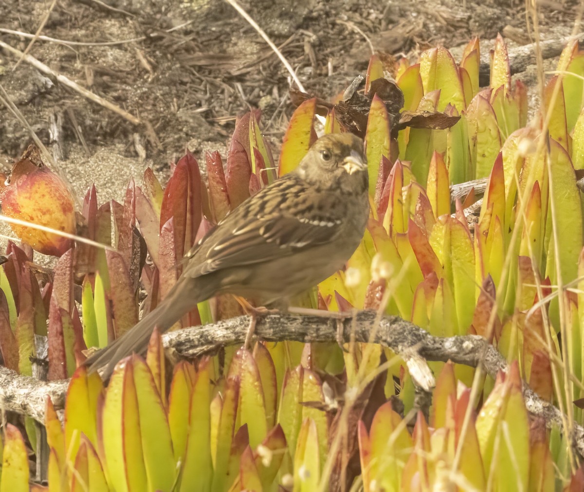 Golden-crowned Sparrow - ML644478282