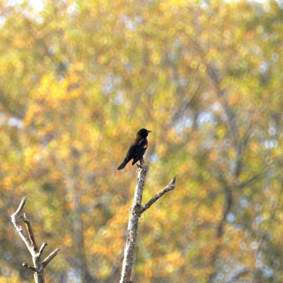Red-winged Blackbird - ML644478283
