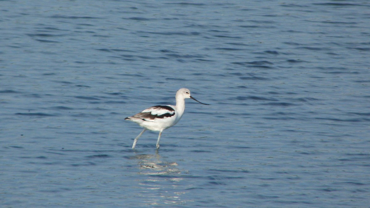 American Avocet - ML644478286