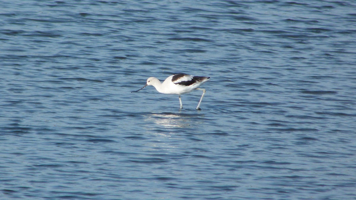 American Avocet - ML644478287