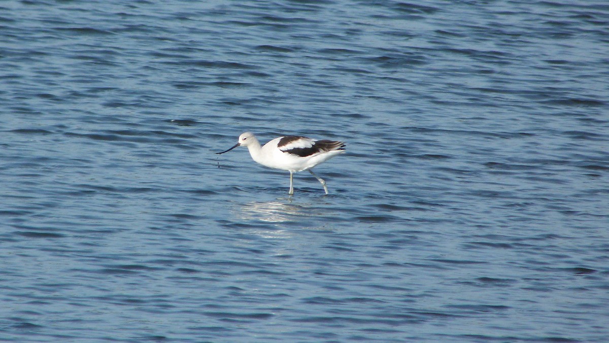 American Avocet - ML644478288