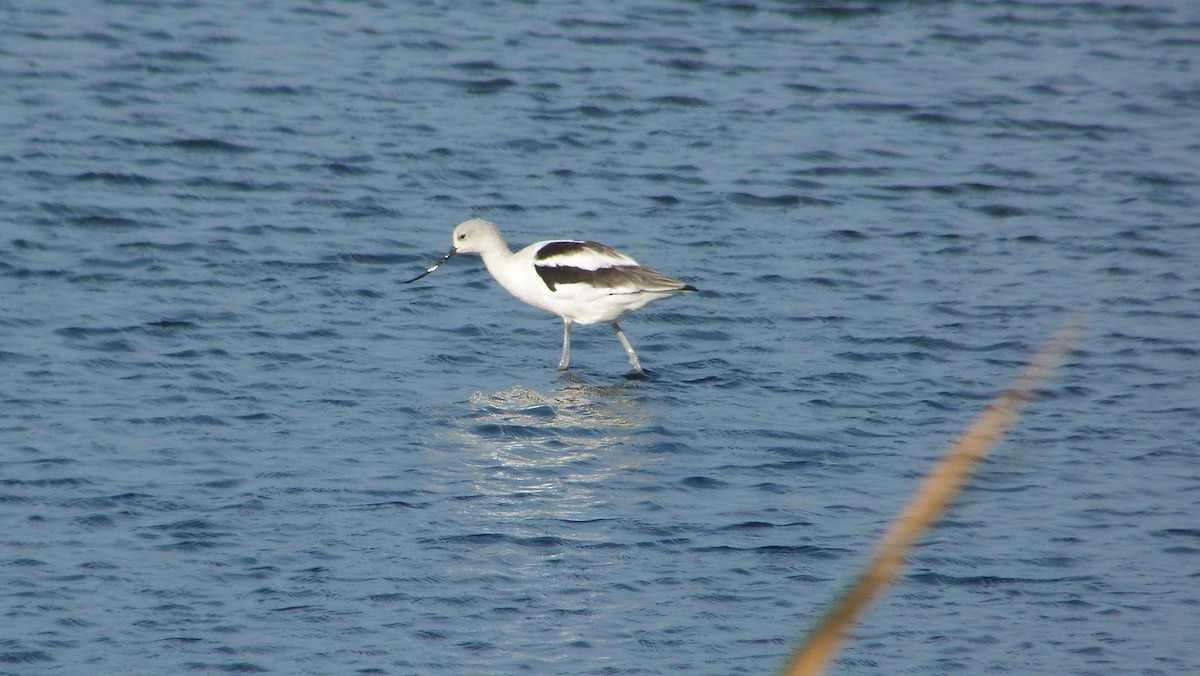 American Avocet - ML644478289