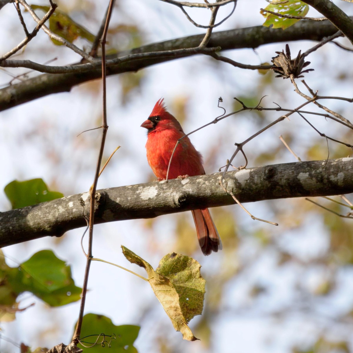 Northern Cardinal - ML644478290