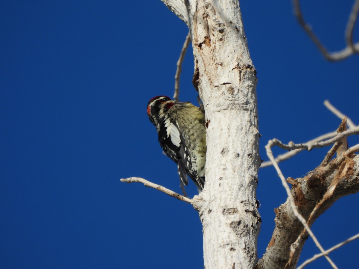 Red-naped Sapsucker - ML644478292