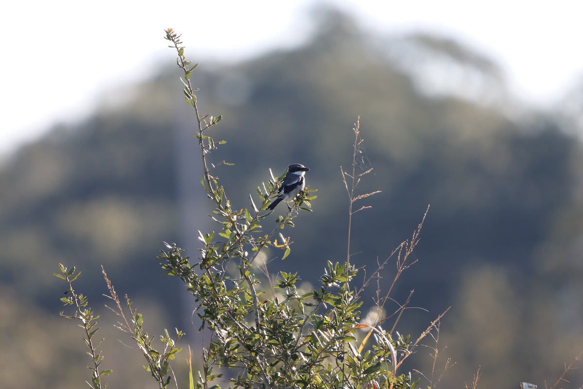 Loggerhead Shrike - ML644478295