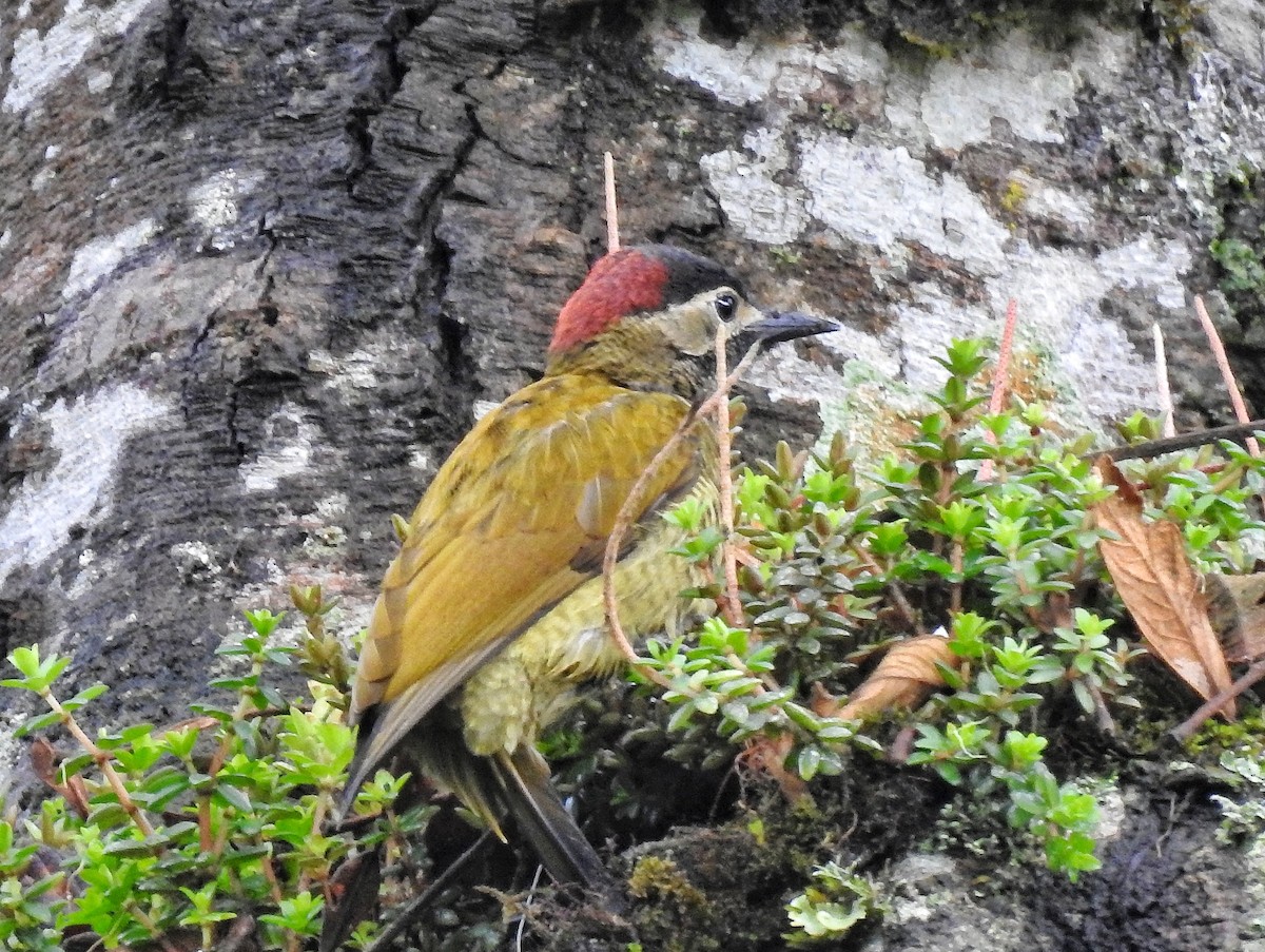 Golden-olive Woodpecker - ML644478296