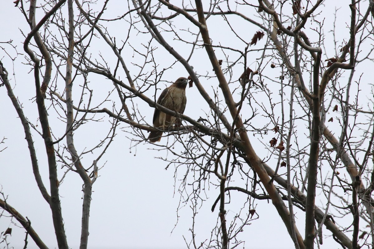 Red-tailed Hawk - ML644478299