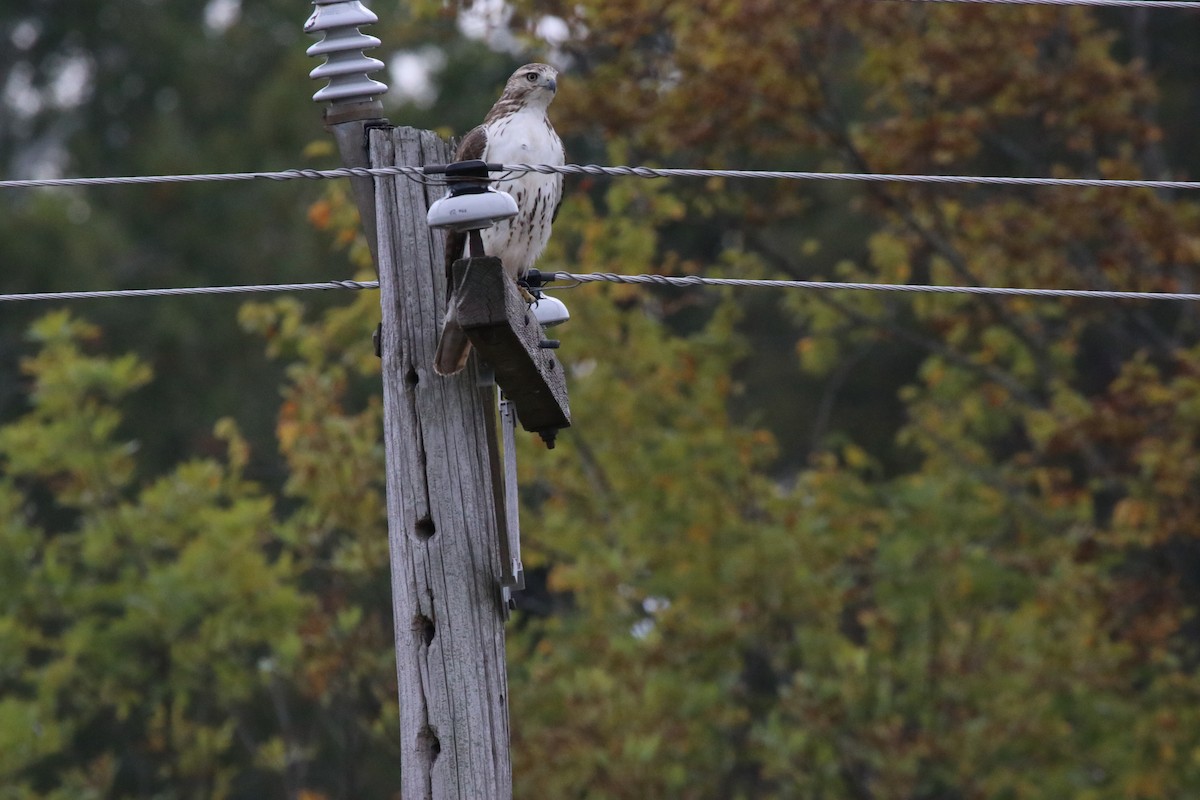 Red-tailed Hawk - ML644478300