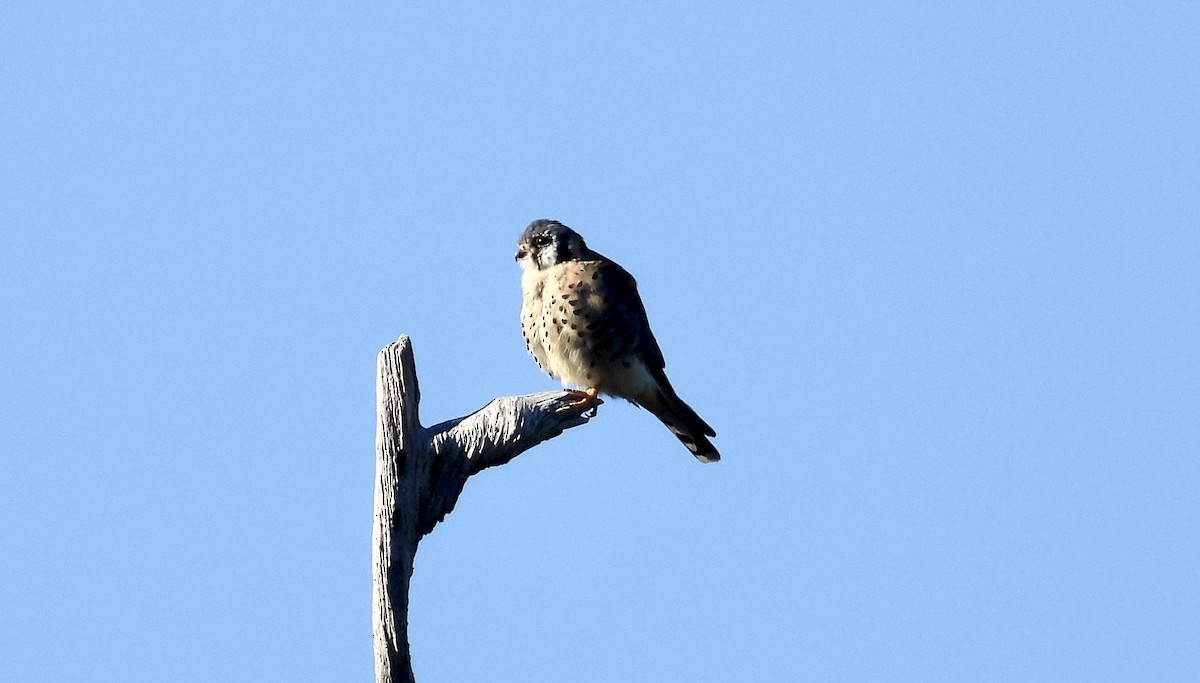 American Kestrel - ML644478301