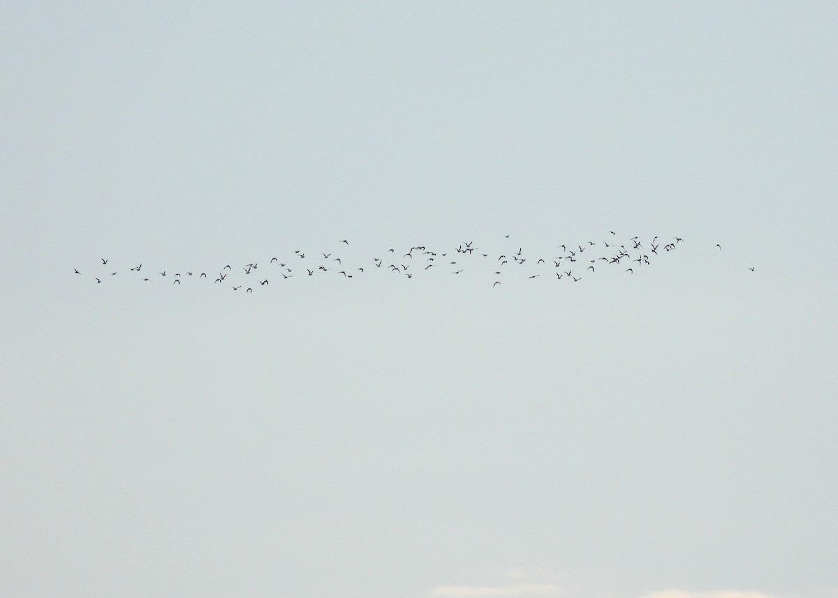 黑腹濱鷸 - ML644478302