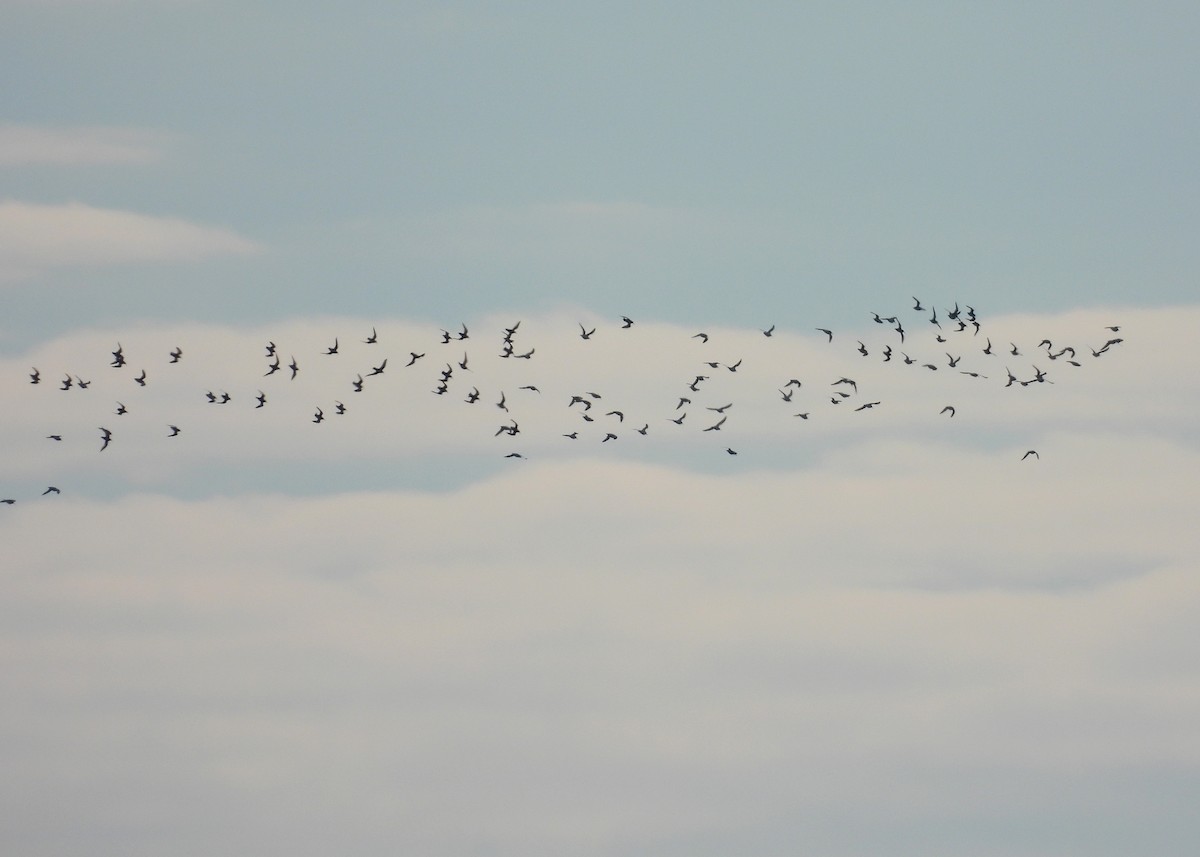 黑腹濱鷸 - ML644478303