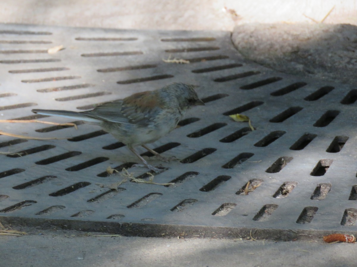 Dark-eyed Junco (Red-backed) - ML644478305