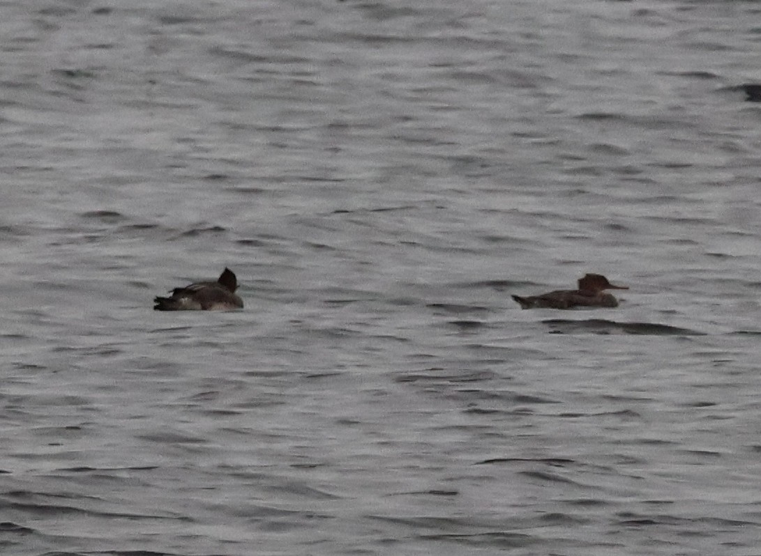 紅胸秋沙 - ML644478307