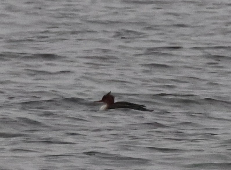 紅胸秋沙 - ML644478308