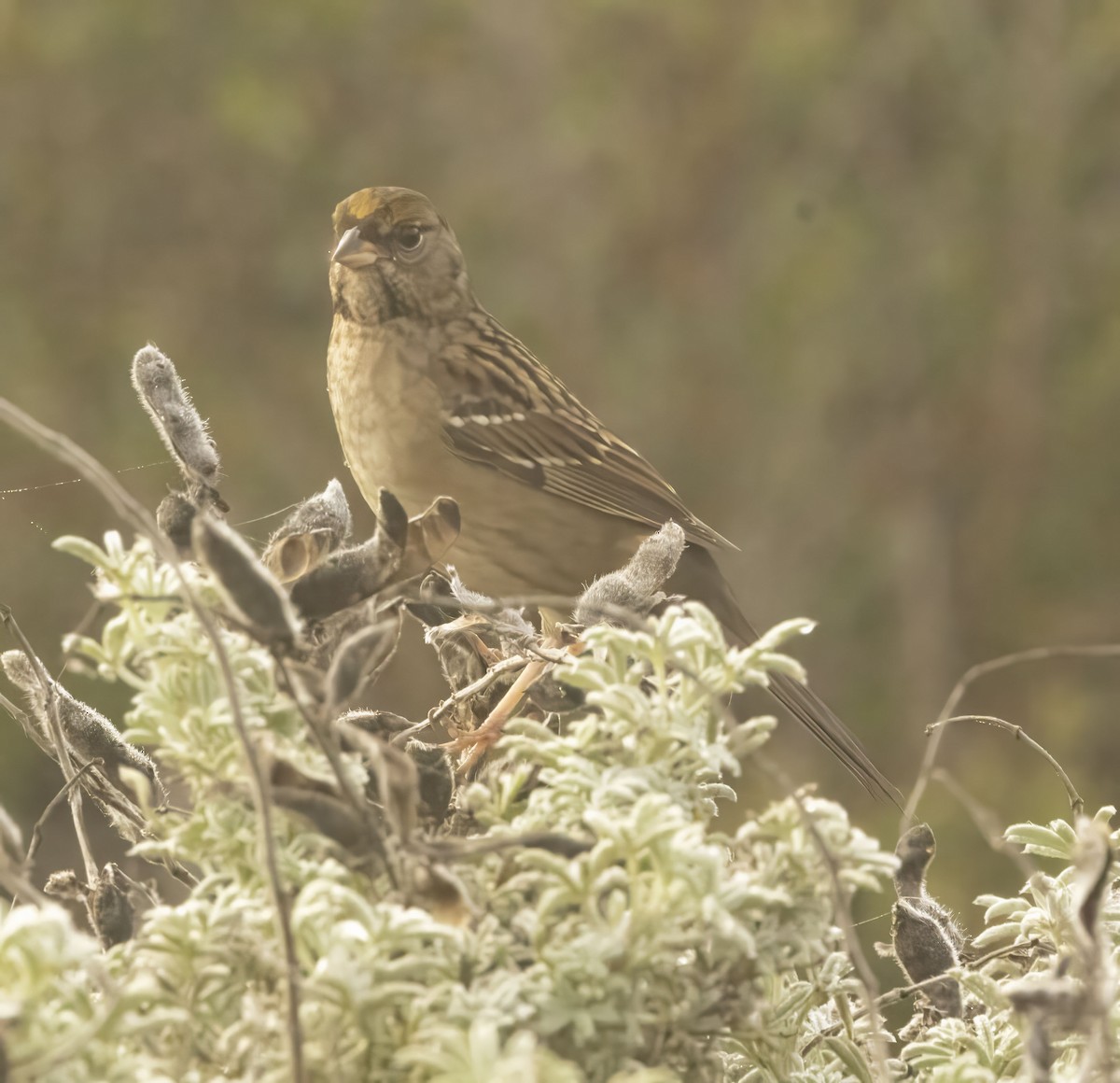 Golden-crowned Sparrow - ML644478314